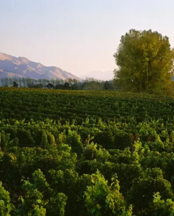 Wine &amp; Dine Kiwi Style: Tasting &amp; Dinner with Little Beauty's Fleur McCree &amp; Te Kano's Natalie Walsh